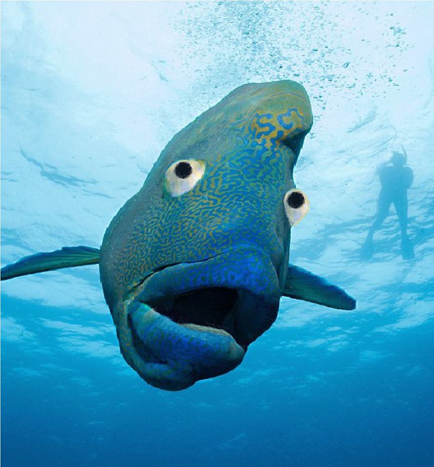 這條魚很面熟